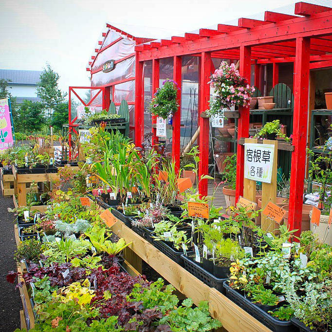 北海道のローズガーデン・鶴居村の丹頂と薔薇のどれみふぁ空ガーデン