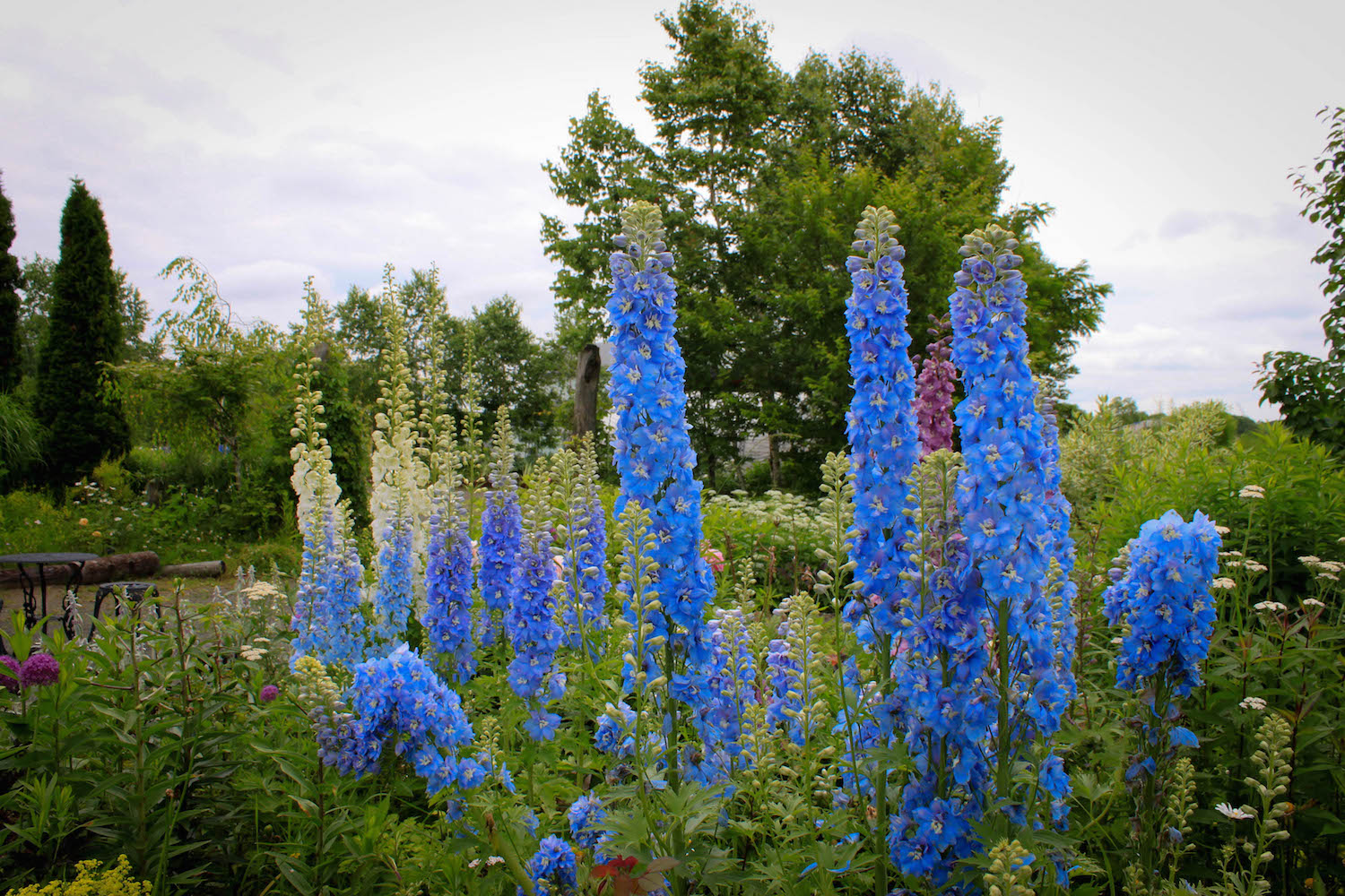 远眺北海道花园风光，伴随着丹顶鹤群舞，享受健康的午餐，这就是鹤居村的餐厅『音乐天空』
